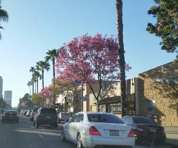 Heading Home on Ventura Blvd in Sherman Oaks, CA observations by a Relocation Realtor Endre Barath